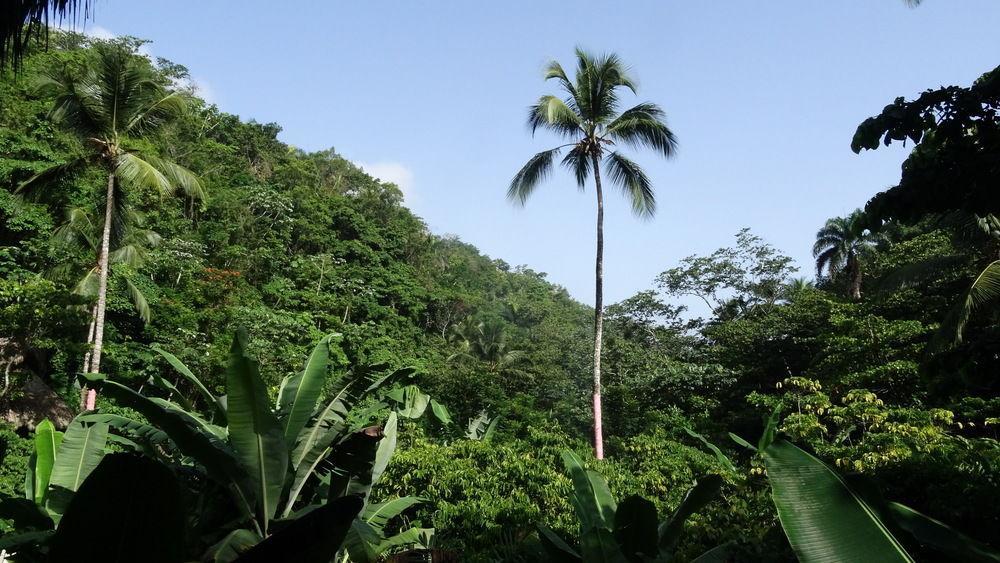 Dominican Tree House Village Santa Barbara De Samana Exterior photo